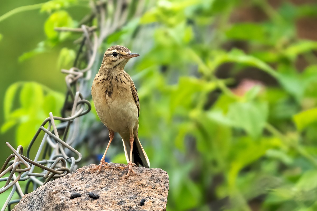 Paddyfield Pipit - ML646111724