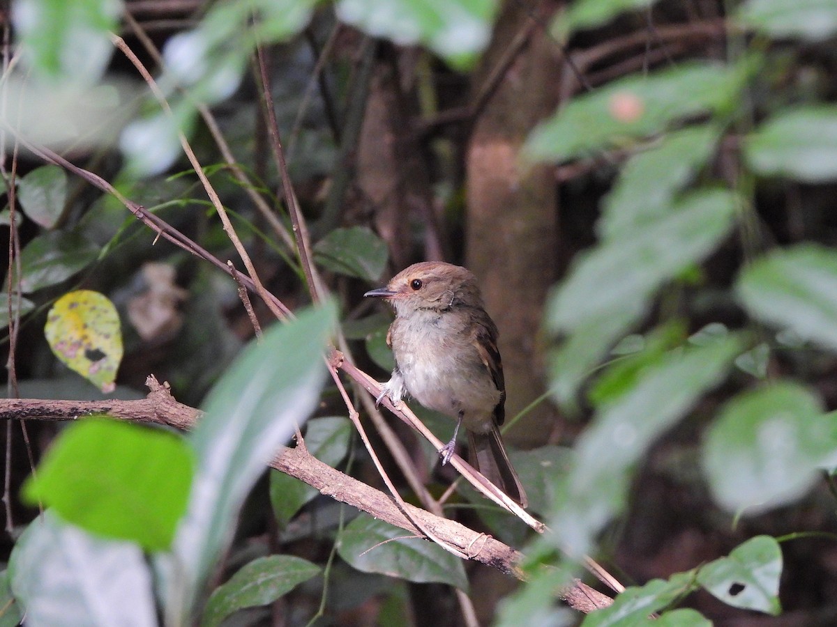 Fuscous Flycatcher - ML646111725