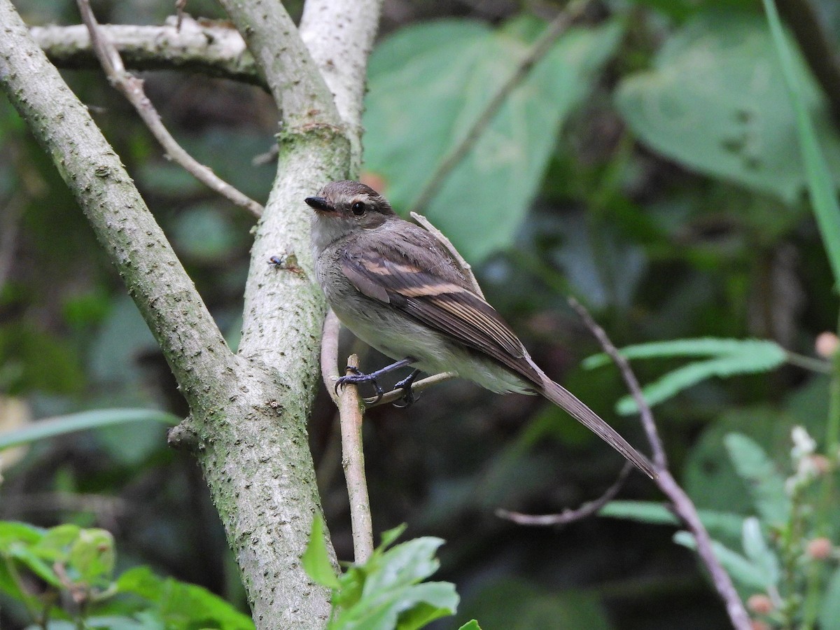 Fuscous Flycatcher - ML646111726