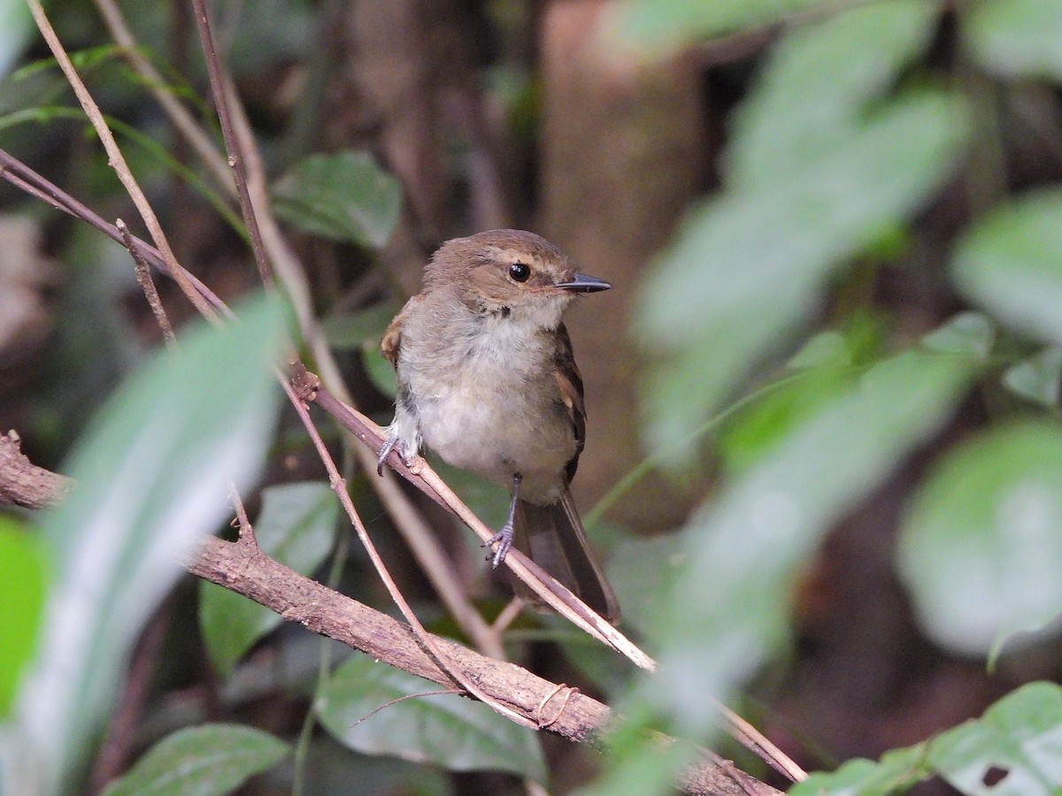 Fuscous Flycatcher - ML646111727
