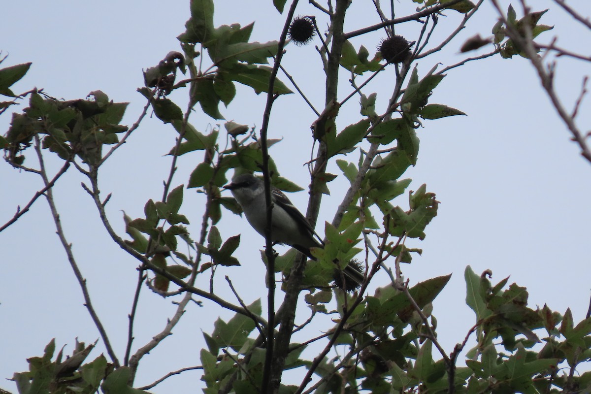 Graumennigvogel - ML646111738