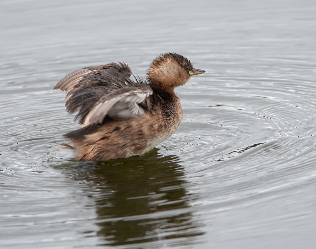 Little Grebe - ML646111741