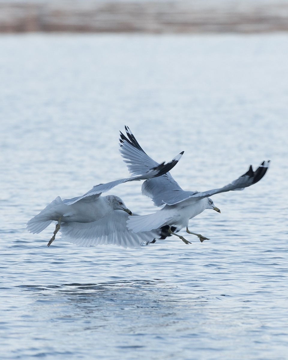 Ring-billed Gull - ML646111745