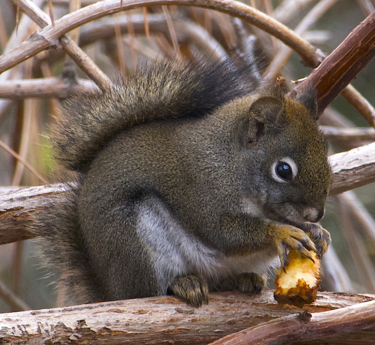 Columbia Red Squirrel - ML646111747