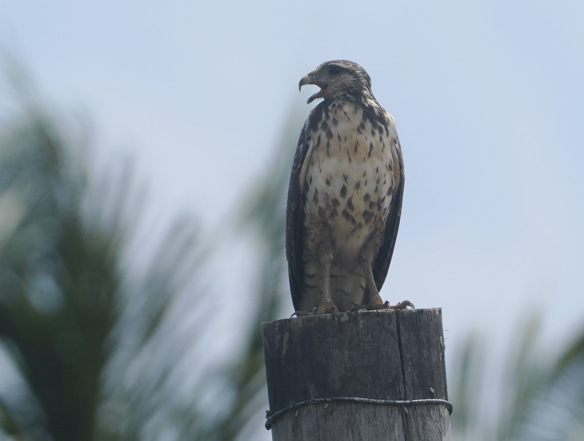 Бурый крабоед - ML646111748