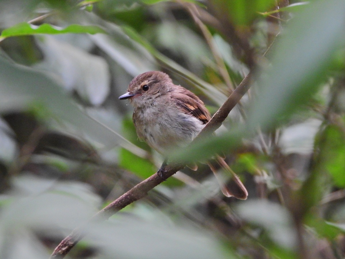 Fuscous Flycatcher - ML646111749