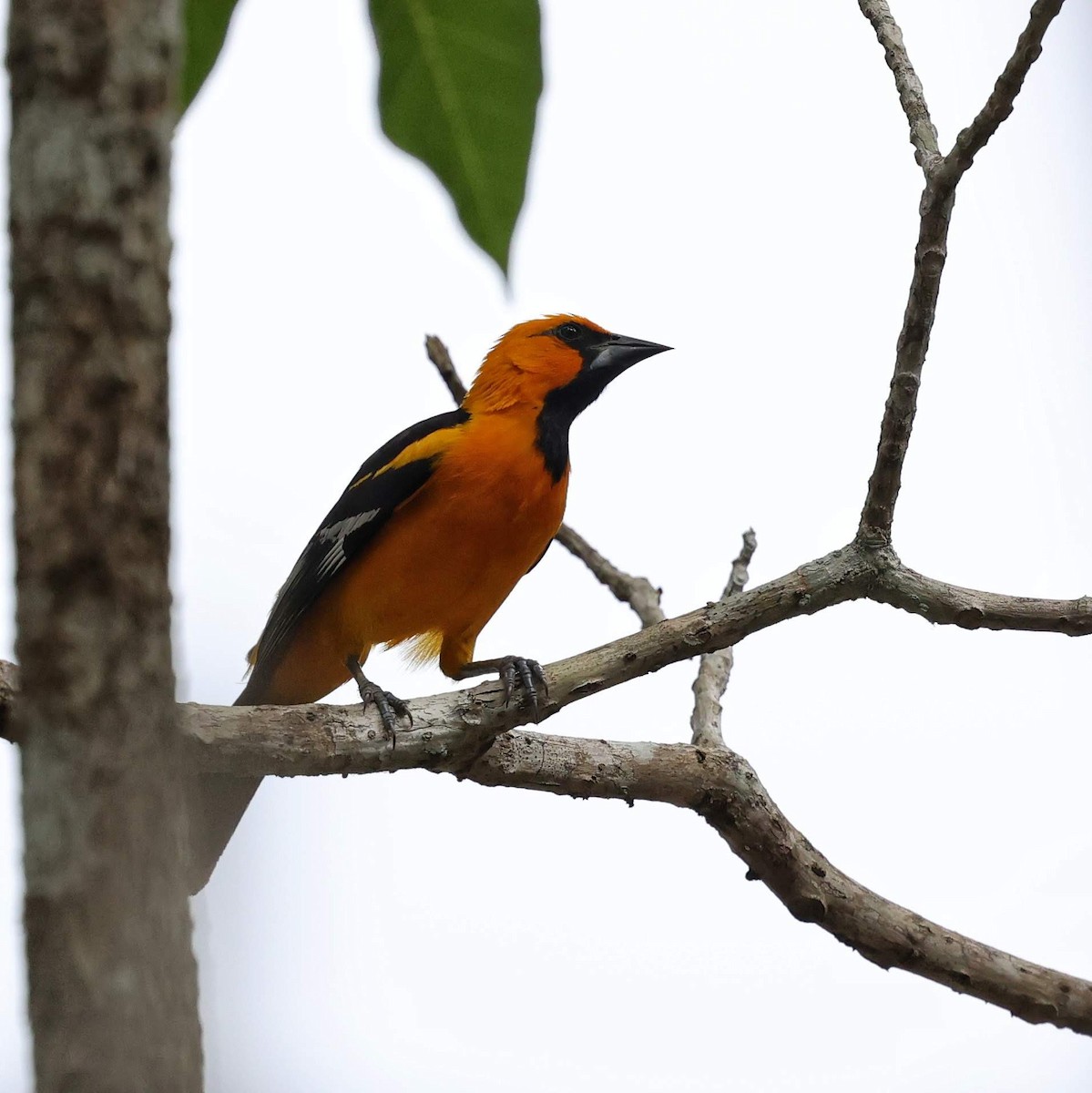 Altamira Oriole - ML646111750