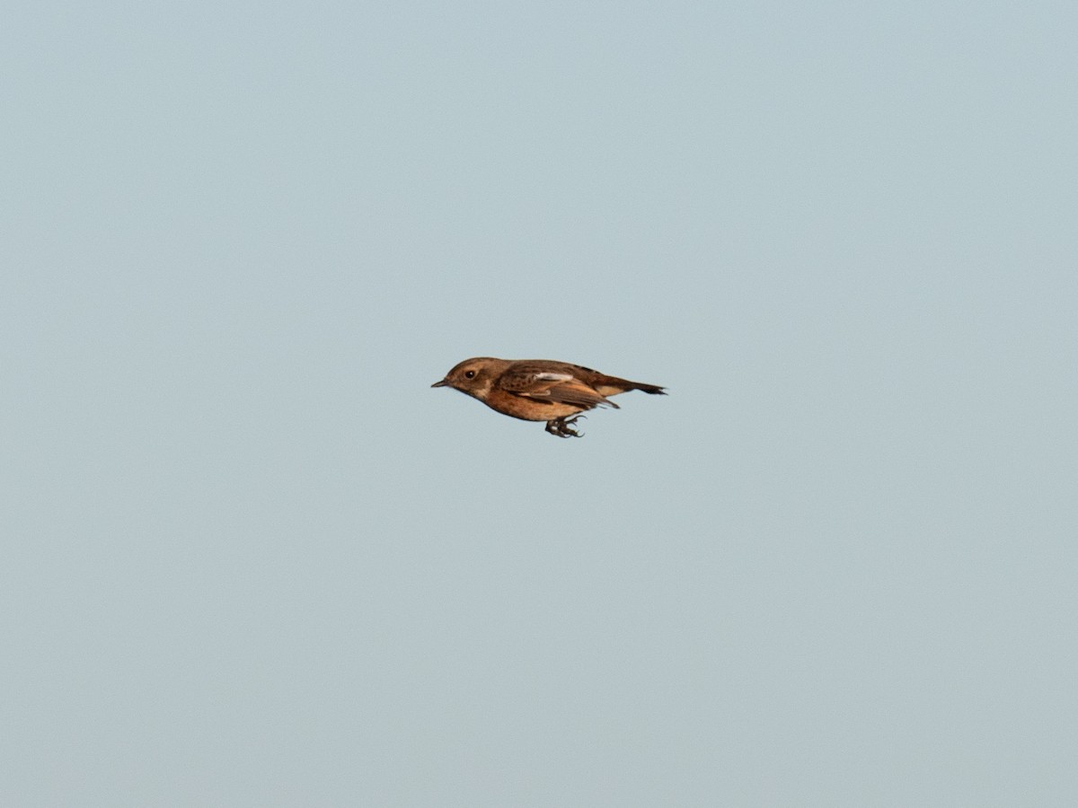 European Stonechat - ML646111752