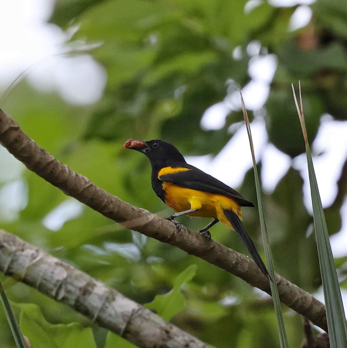 Black-cowled Oriole - ML646111756