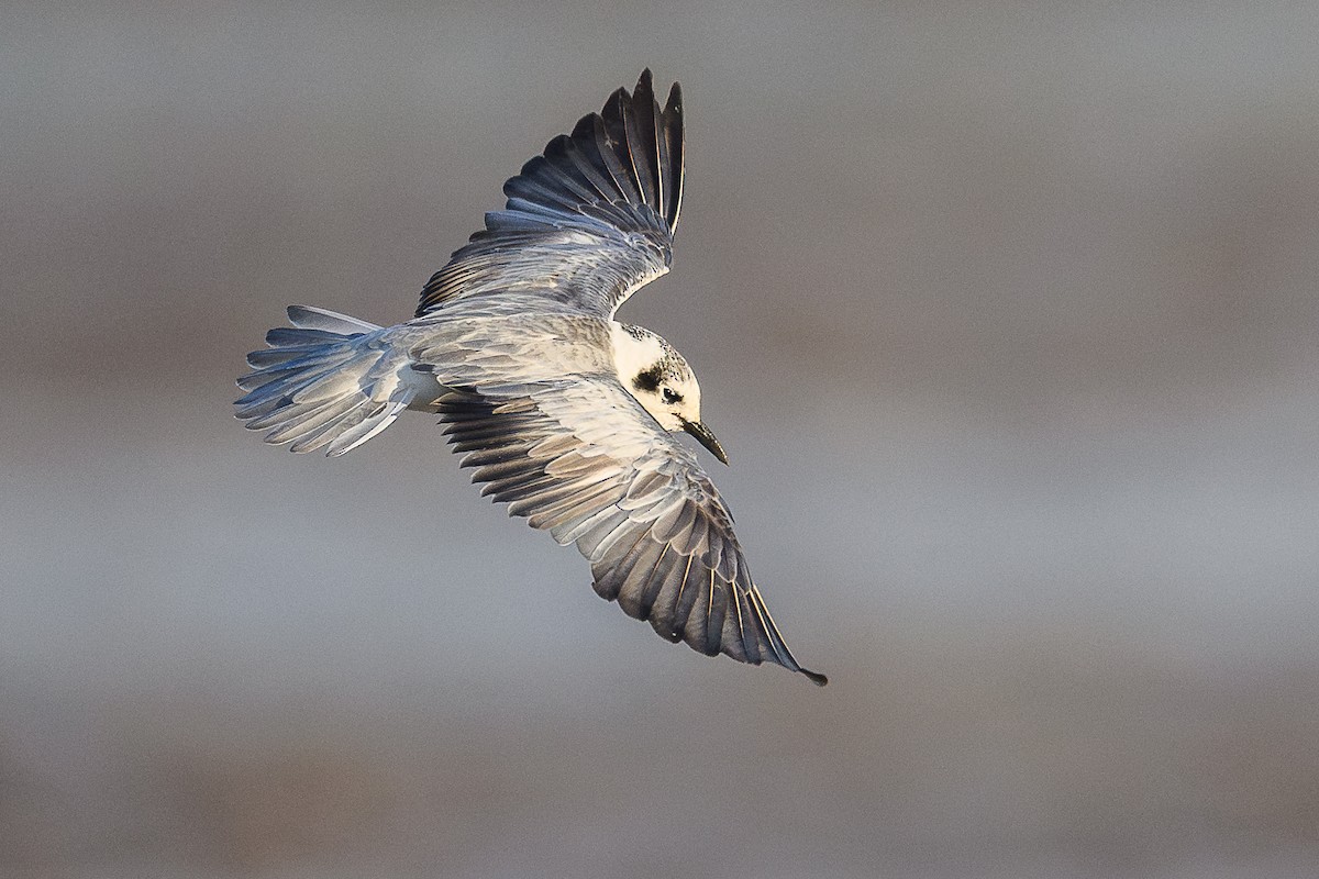 White-winged Tern - ML646111757