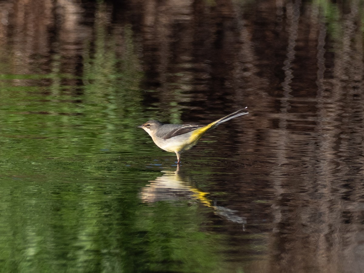 Gray Wagtail - ML646111758
