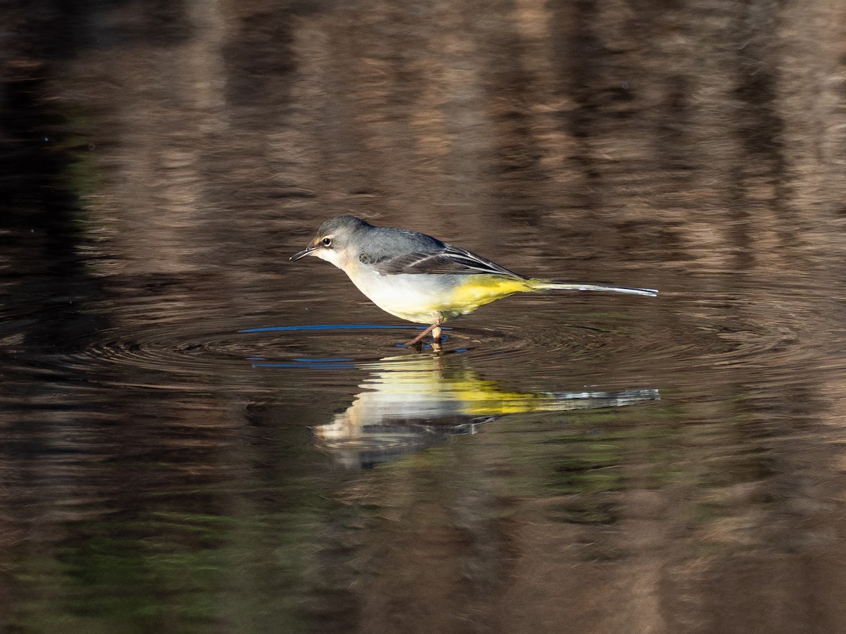 Gray Wagtail - ML646111759