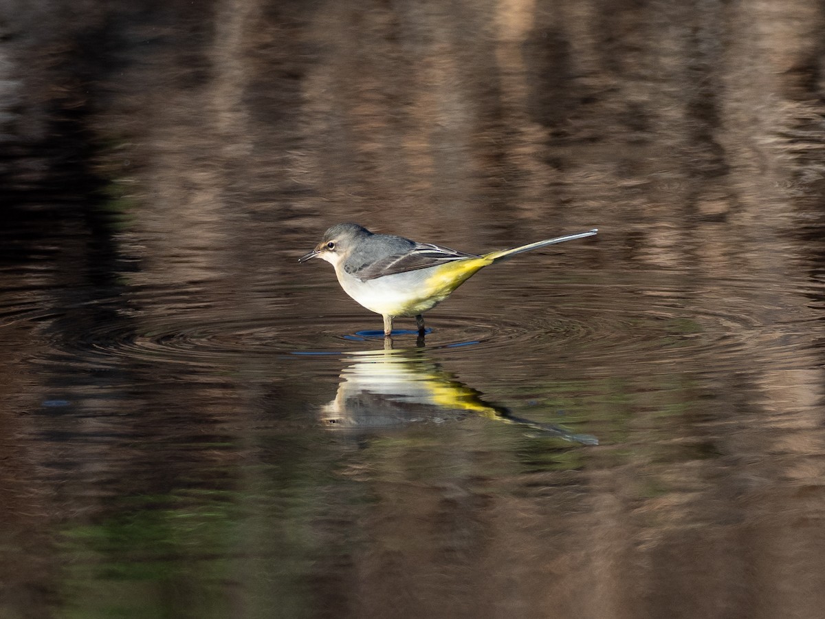 Gray Wagtail - ML646111760