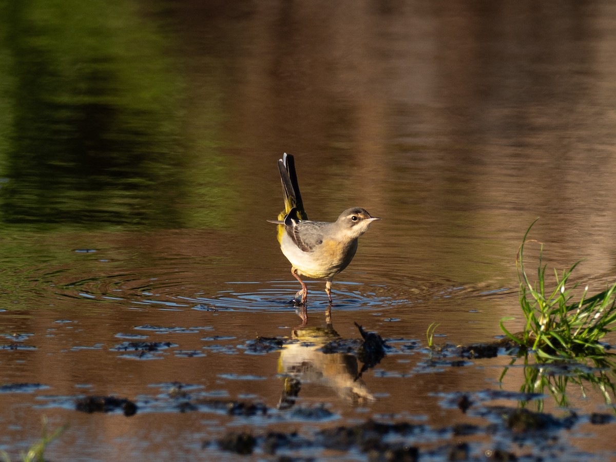Gray Wagtail - ML646111761