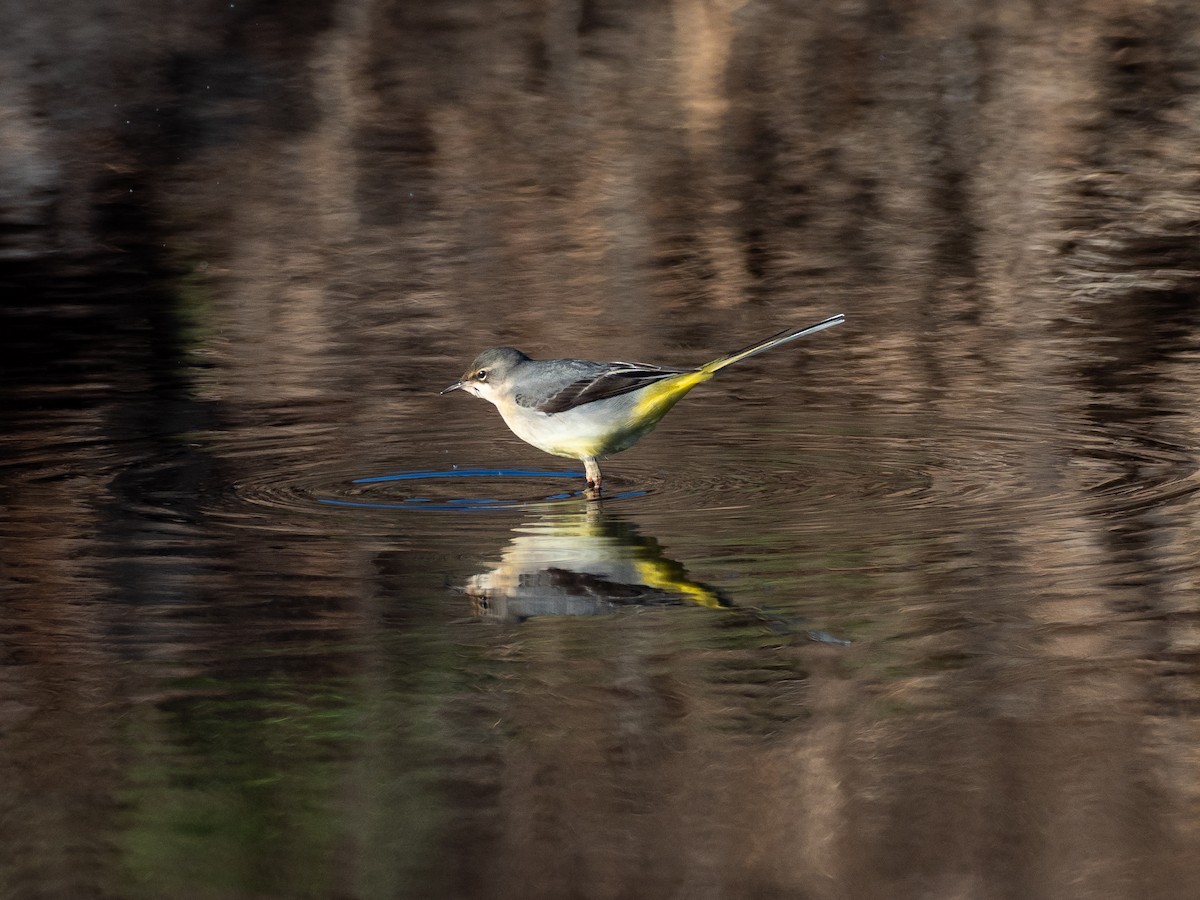 Gray Wagtail - ML646111762