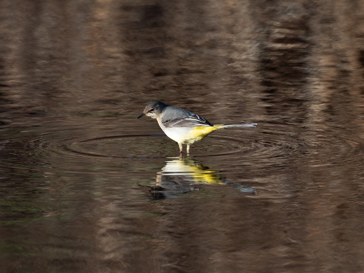 Gray Wagtail - ML646111763