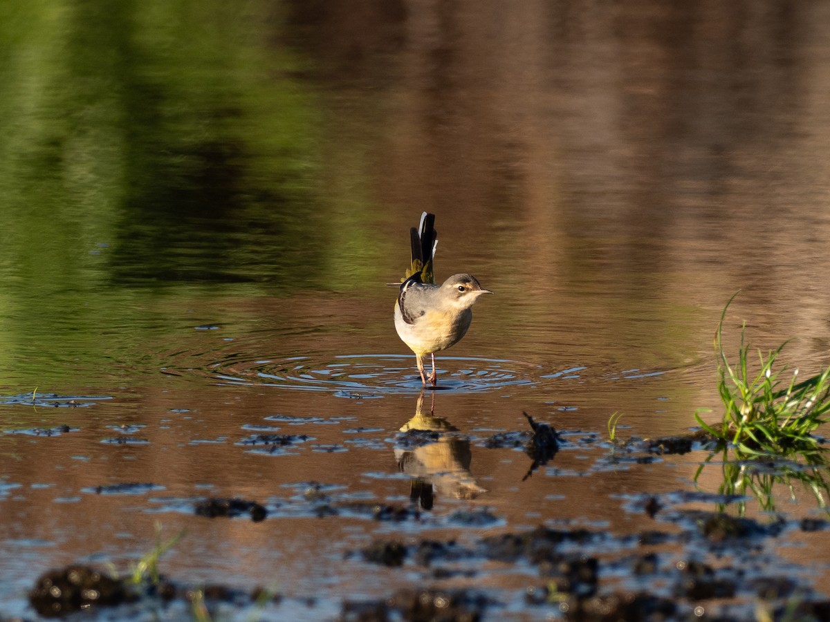 Gray Wagtail - ML646111764