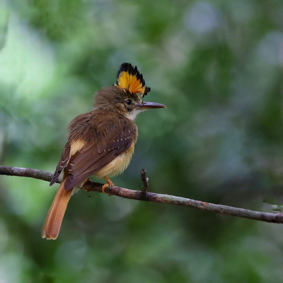 Tropical Royal Flycatcher - ML646111765