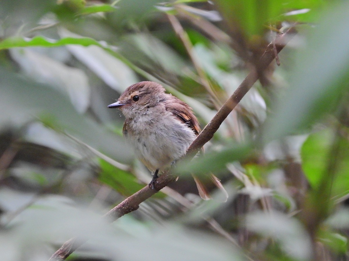 Fuscous Flycatcher - ML646111767