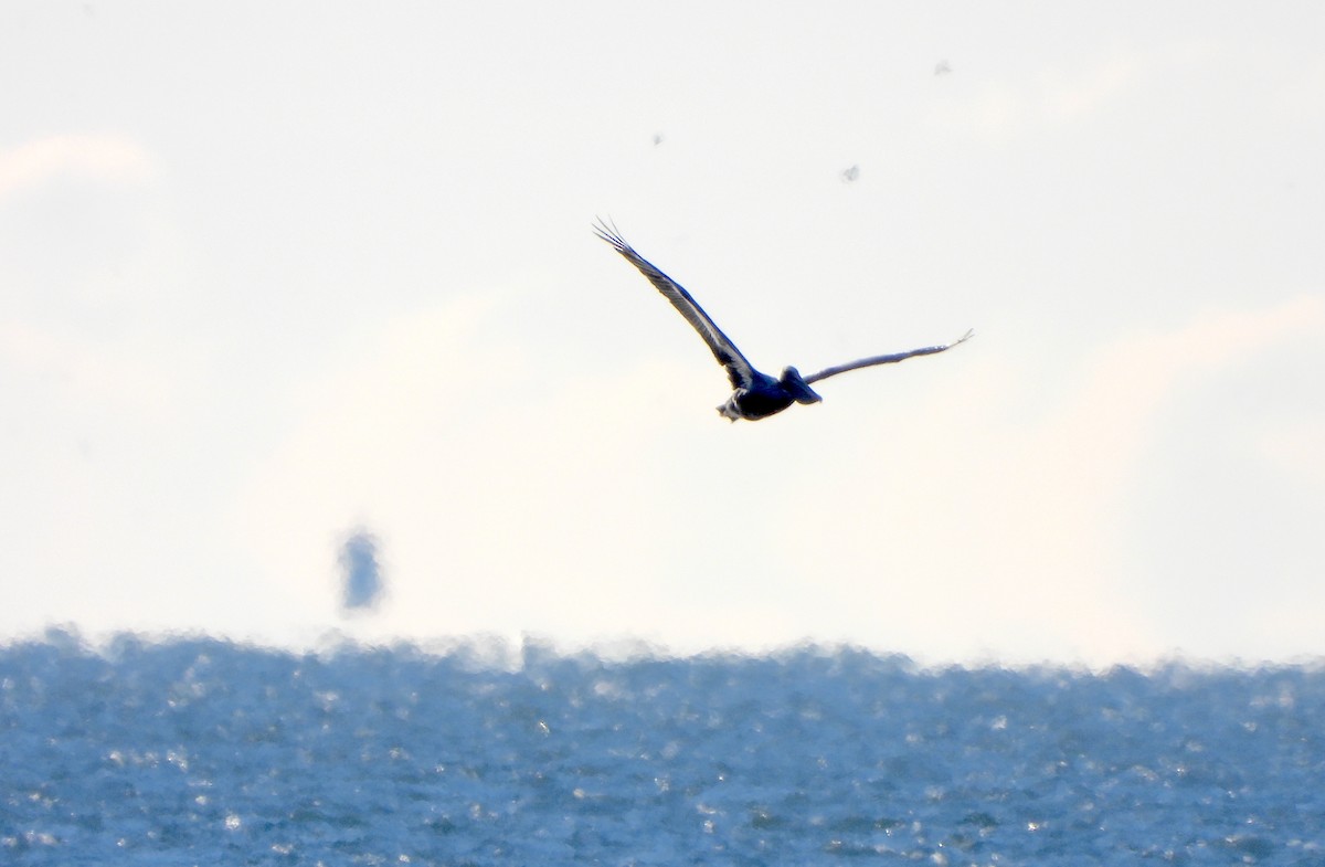 Brown Pelican - ML646111768