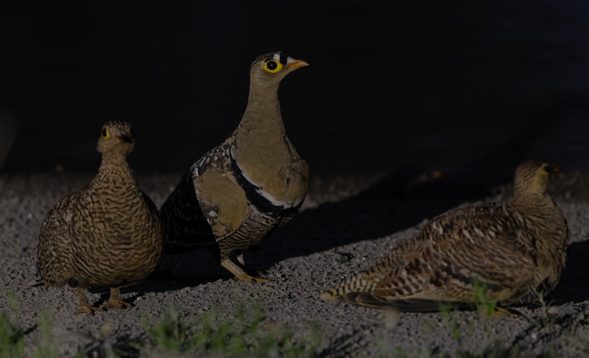 Двуполосый рябок - ML646111770