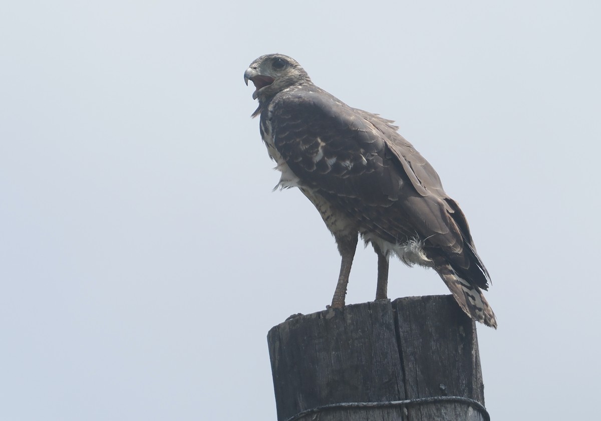 Бурый крабоед - ML646111771