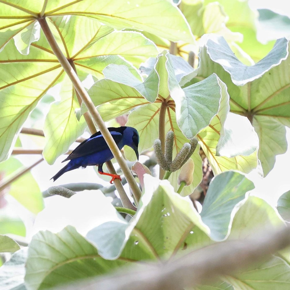 Красноногий саи - ML646111772