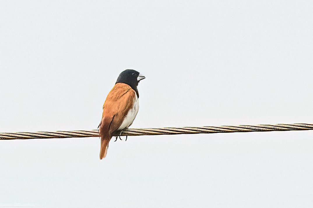 Трёхцветная муния - ML646111773