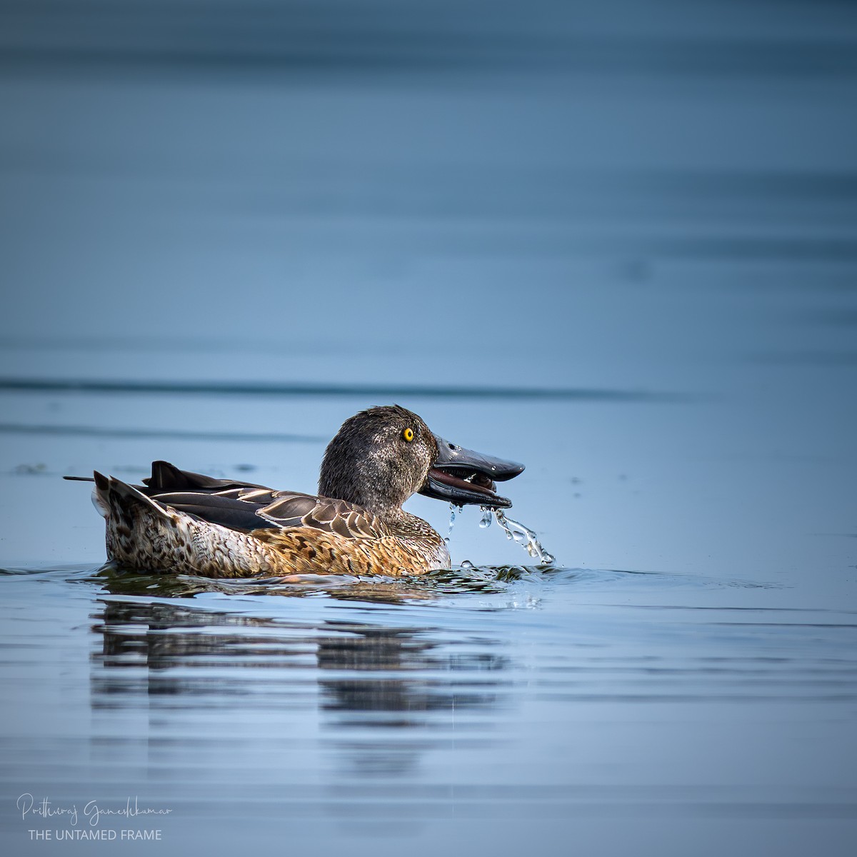 Широконоска - ML646111774