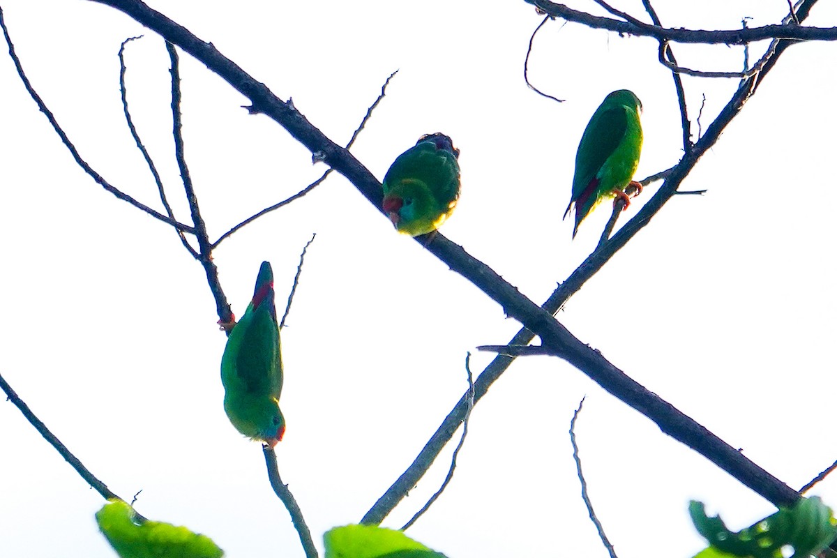 Филиппинский лорикулюс - ML646111775