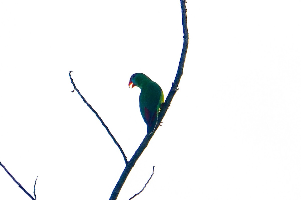 Филиппинский лорикулюс - ML646111776