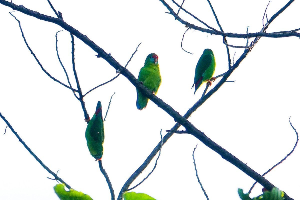 Филиппинский лорикулюс - ML646111777