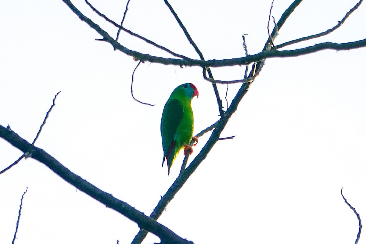 Филиппинский лорикулюс - ML646111778