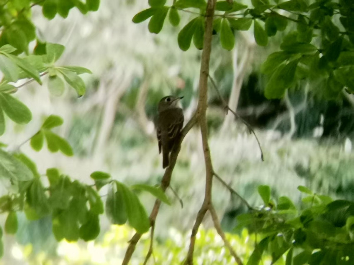 Ширококлювая мухоловка - ML646111779