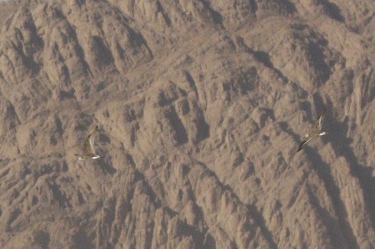 Турухтан - ML646111780