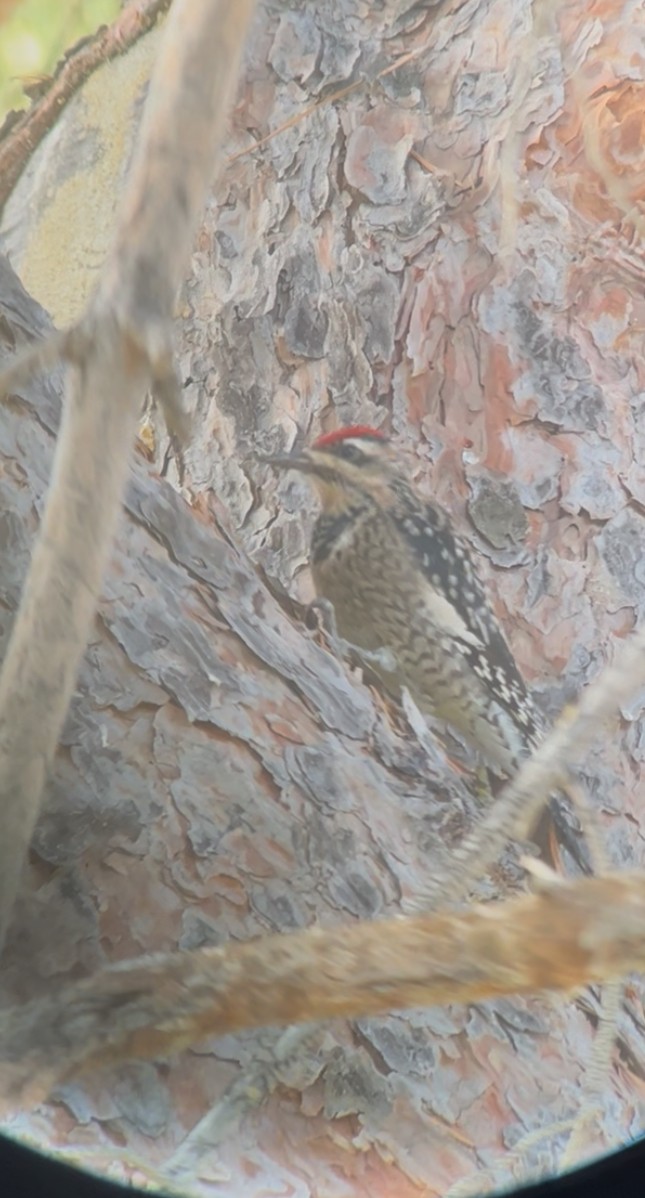 Gelbbauch-Saftlecker - ML646111784