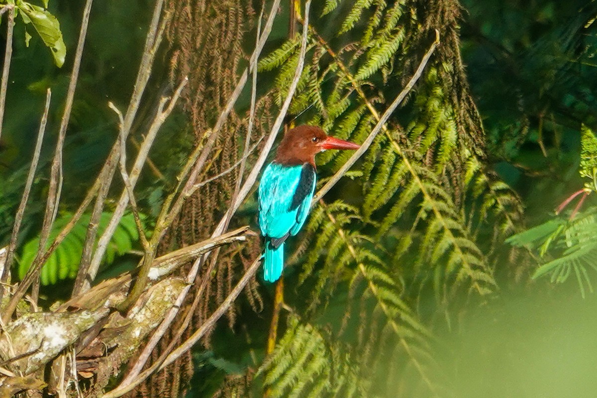 Brown-breasted Kingfisher - ML646111785