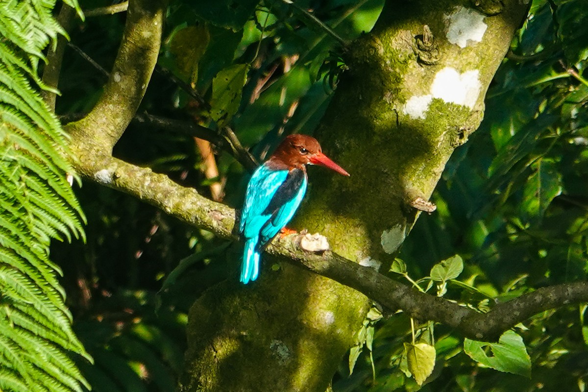 Brown-breasted Kingfisher - ML646111786
