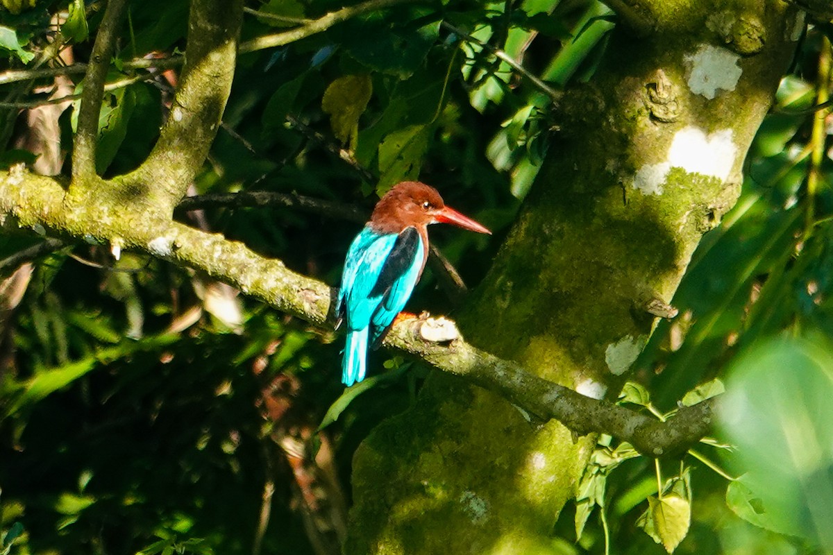 Brown-breasted Kingfisher - ML646111787