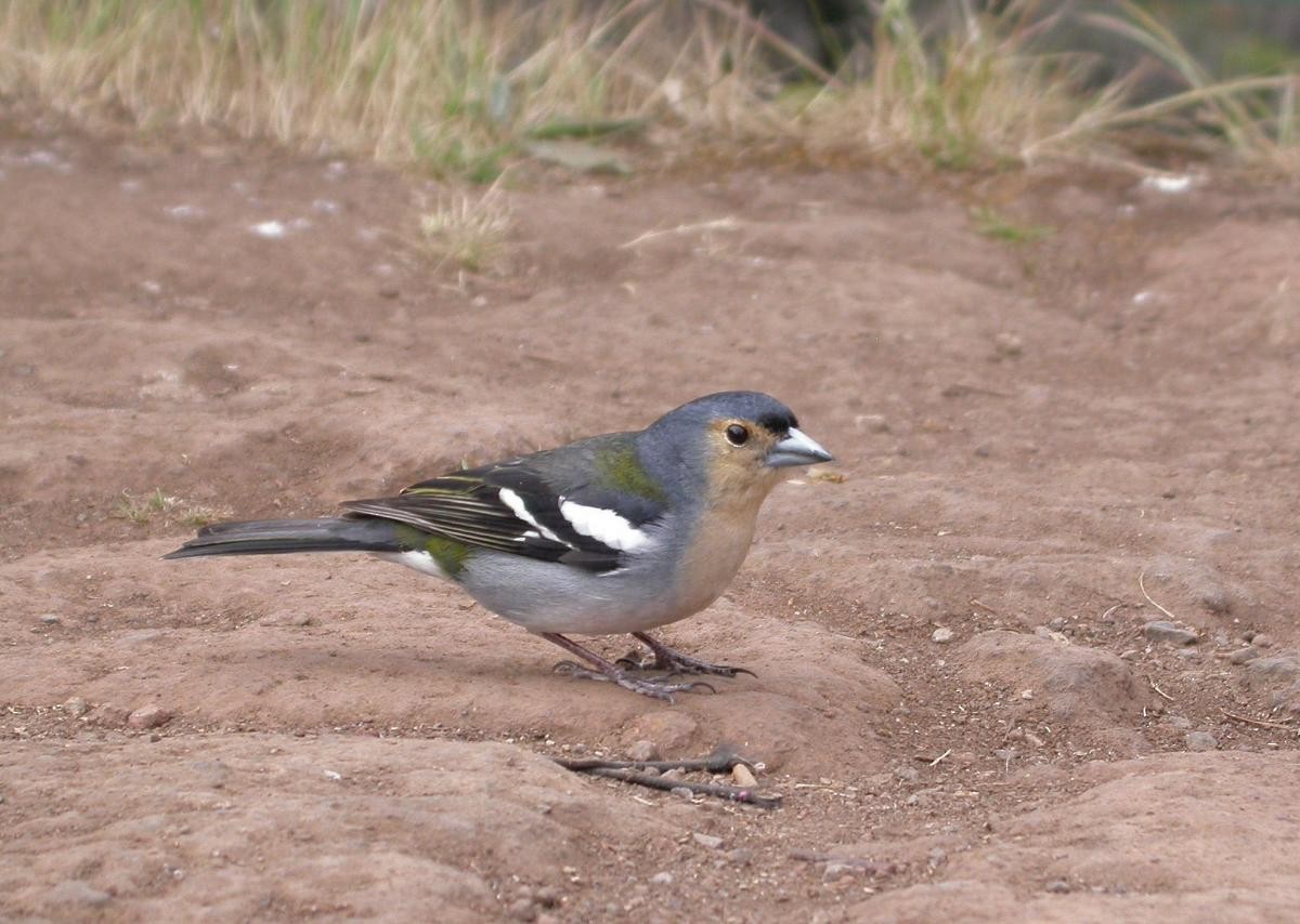 Madeira Chaffinch - ML646111793