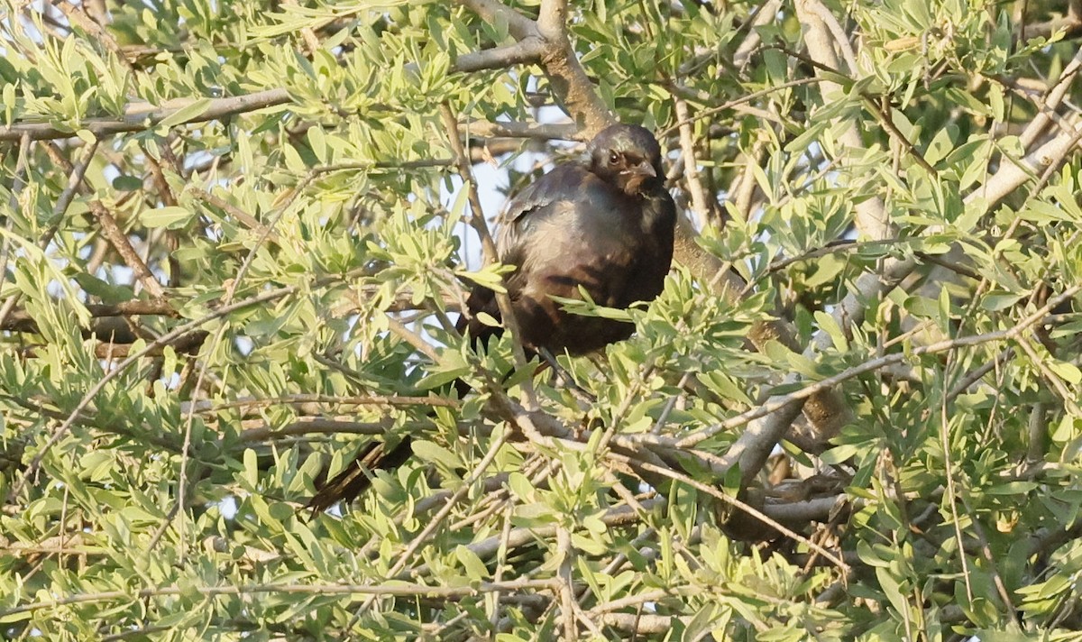 Пестрохвостый спрео - ML646111794