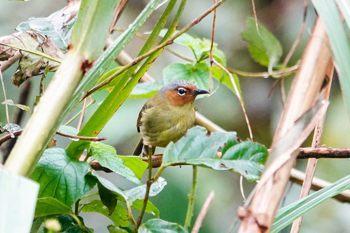 Очковая пеструшка - ML646111796