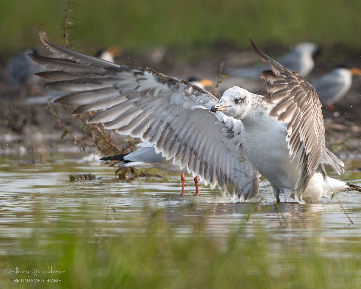 Черноголовый хохотун - ML646111802