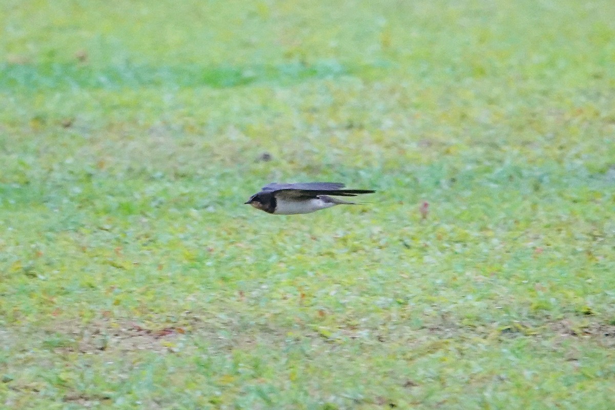 Деревенская ласточка - ML646111803