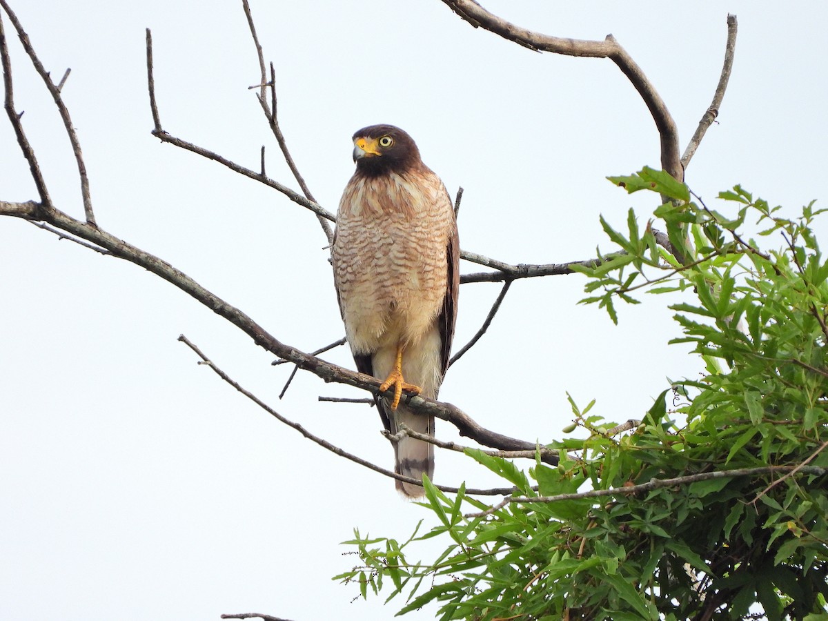 Дорожный канюк - ML646111805