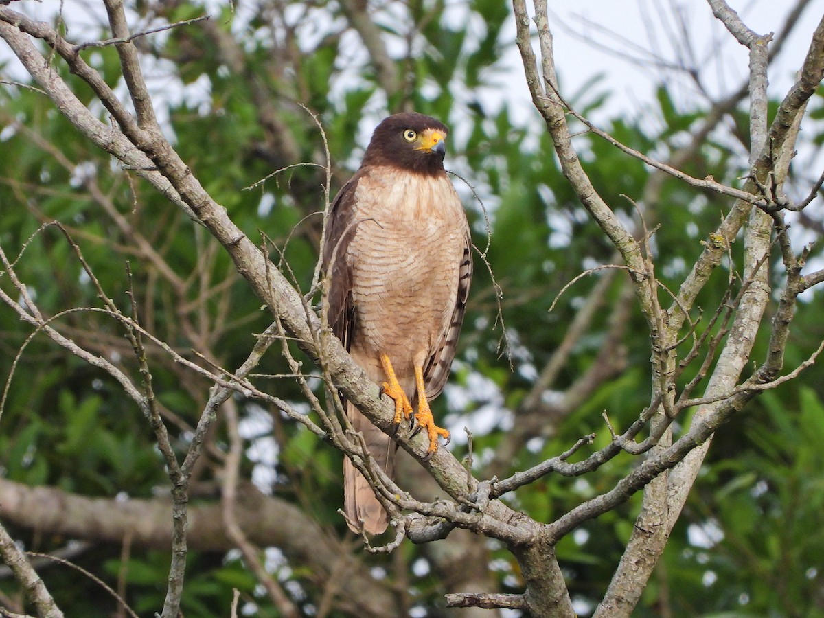 Roadside Hawk - ML646111818