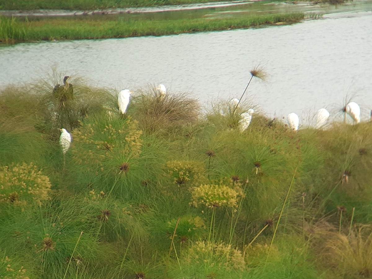 Western Cattle-Egret - ML646111821
