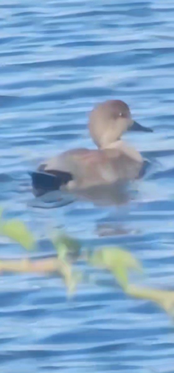 Бор нугас - ML646111826