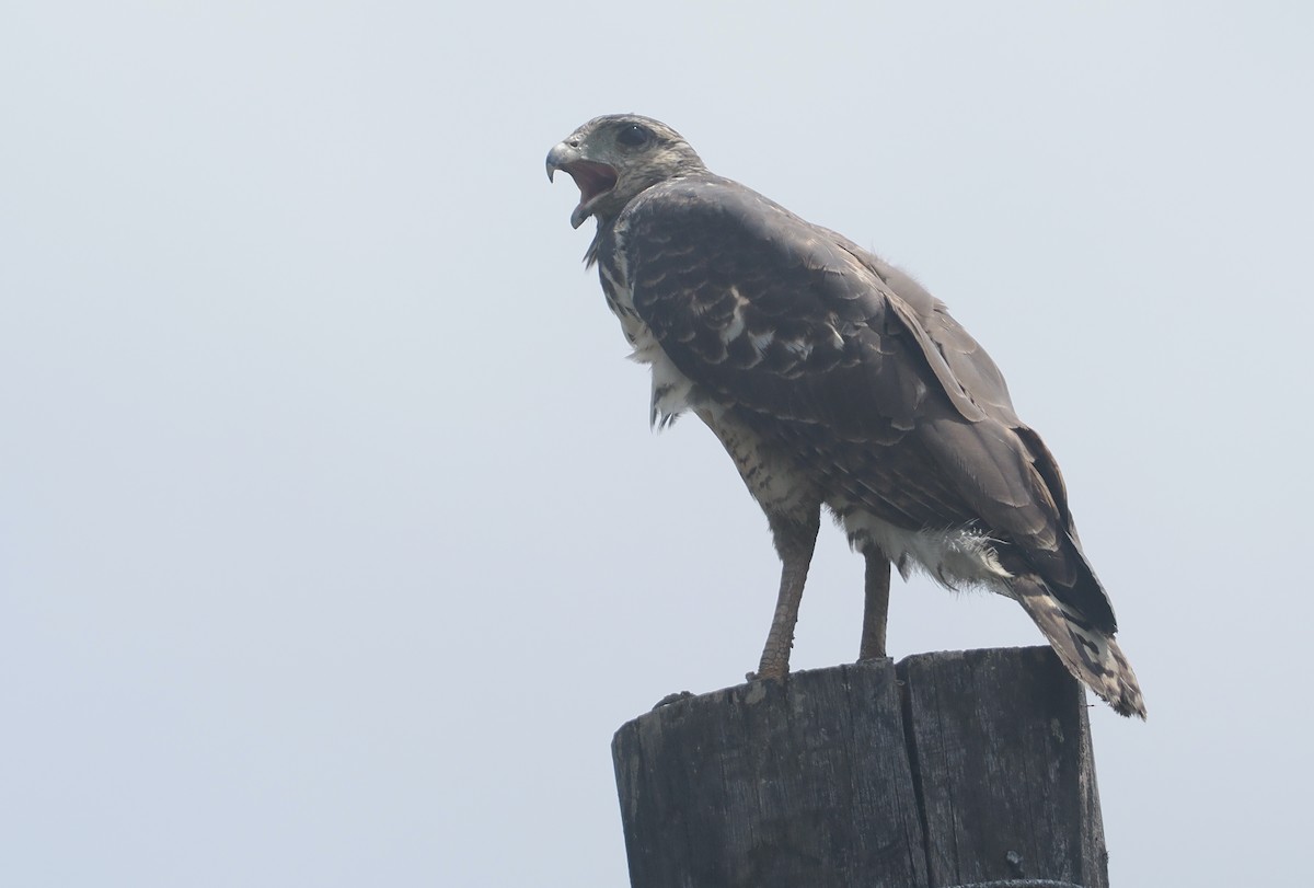 Kızıl Yengeç Şahini - ML646111827