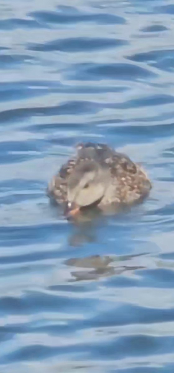 Бор нугас - ML646111829